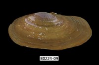 藏品(西施舌(西刀舌))的圖片